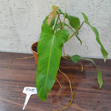 Load image into Gallery viewer, #R45 Philodendron Bernardopazii
