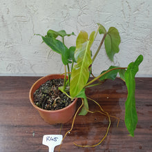 Load image into Gallery viewer, #R45 Philodendron Bernardopazii
