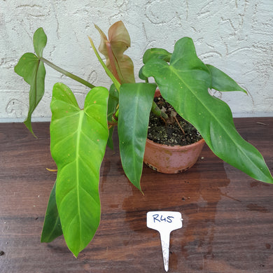 #R45 Philodendron Bernardopazii