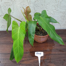 Load image into Gallery viewer, #R45 Philodendron Bernardopazii