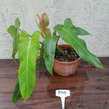 Load image into Gallery viewer, #R45 Philodendron Bernardopazii