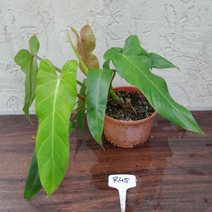 #R45 Philodendron Bernardopazii
