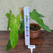 Load image into Gallery viewer, #R45 Philodendron Bernardopazii