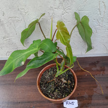 Load image into Gallery viewer, #R45 Philodendron Bernardopazii