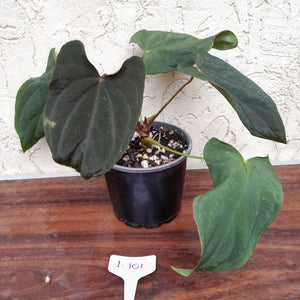 #i101 Anthurium Midnight Velvet