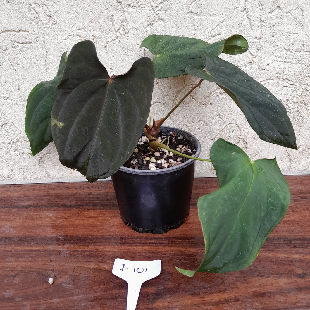 #i101 Anthurium Midnight Velvet