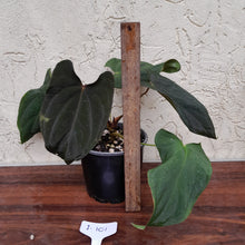 Load image into Gallery viewer, #i101 Anthurium Midnight Velvet