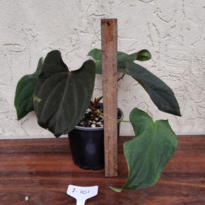#i101 Anthurium Midnight Velvet
