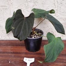 Load image into Gallery viewer, #i101 Anthurium Midnight Velvet
