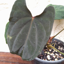Load image into Gallery viewer, #i101 Anthurium Midnight Velvet