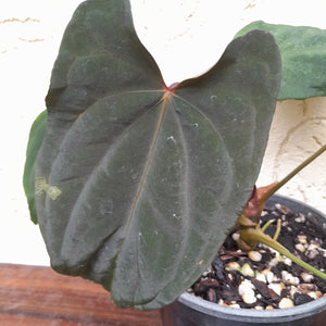 #i101 Anthurium Midnight Velvet
