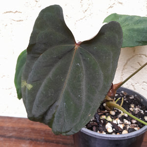 #i101 Anthurium Midnight Velvet