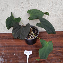 Load image into Gallery viewer, #i101 Anthurium Midnight Velvet
