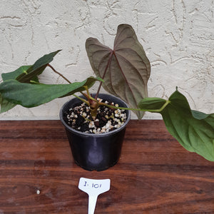 #i101 Anthurium Midnight Velvet