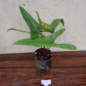 #i111 Anthurium Cerrobaulense