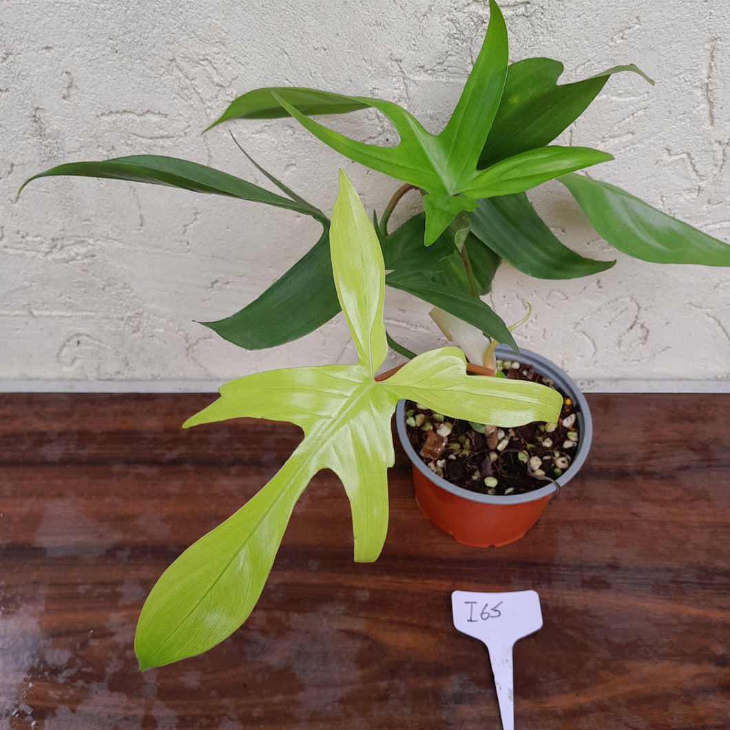 #i65 Philodendron Florida Ghost - Non TC