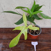 Load image into Gallery viewer, #i65 Philodendron Florida Ghost - Non TC