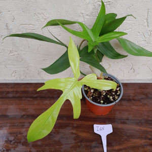 #i65 Philodendron Florida Ghost - Non TC