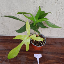 Load image into Gallery viewer, #i65 Philodendron Florida Ghost - Non TC