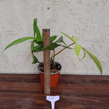Load image into Gallery viewer, #i65 Philodendron Florida Ghost - Non TC