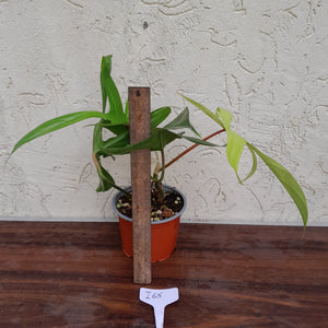 #i65 Philodendron Florida Ghost - Non TC