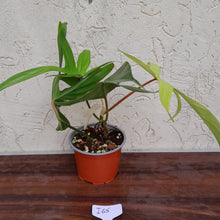 Load image into Gallery viewer, #i65 Philodendron Florida Ghost - Non TC