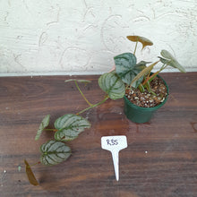 Load image into Gallery viewer, #R35 Philodendron Brandtianum