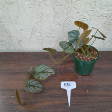 Load image into Gallery viewer, #R35 Philodendron Brandtianum