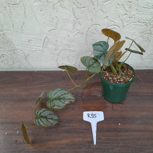 #R35 Philodendron Brandtianum