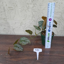 Load image into Gallery viewer, #R35 Philodendron Brandtianum
