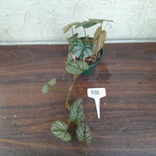 Load image into Gallery viewer, #R35 Philodendron Brandtianum