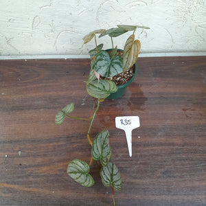 #R35 Philodendron Brandtianum