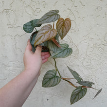 Load image into Gallery viewer, #R35 Philodendron Brandtianum