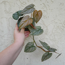 Load image into Gallery viewer, #R35 Philodendron Brandtianum