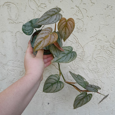 #R35 Philodendron Brandtianum