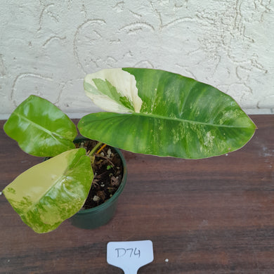 #D74 Variegated Philodendron Burle Marx - Non TC Enliven
