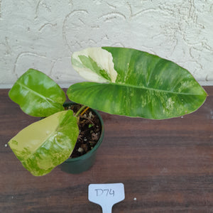 #D74 Variegated Philodendron Burle Marx - Non TC Enliven