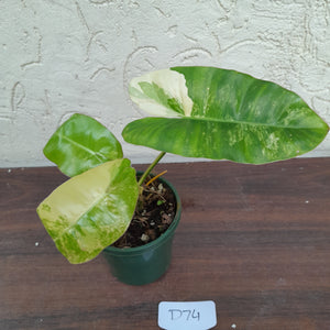 #D74 Variegated Philodendron Burle Marx - Non TC Enliven