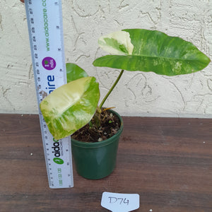 #D74 Variegated Philodendron Burle Marx - Non TC Enliven