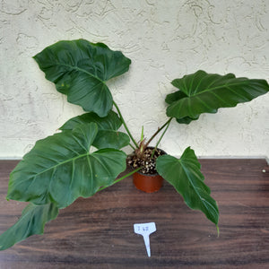 #i48 Philodendron Corsinianum / Bronze Shield