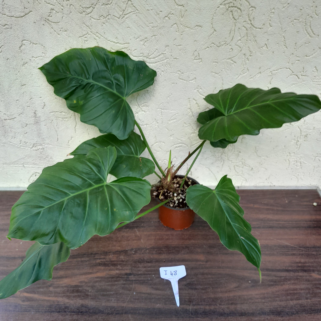 #i48 Philodendron Corsinianum / Bronze Shield