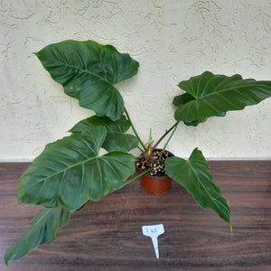 #i48 Philodendron Corsinianum / Bronze Shield