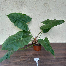 Load image into Gallery viewer, #i48 Philodendron Corsinianum / Bronze Shield