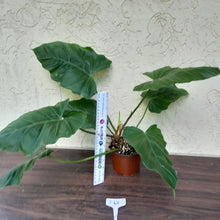 Load image into Gallery viewer, #i48 Philodendron Corsinianum / Bronze Shield
