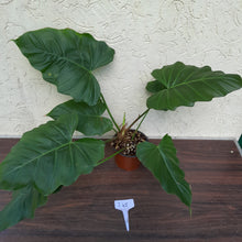 Load image into Gallery viewer, #i48 Philodendron Corsinianum / Bronze Shield