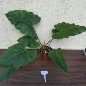 #i48 Philodendron Corsinianum / Bronze Shield