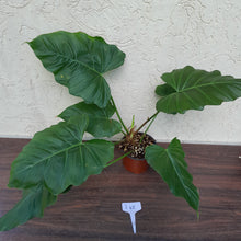 Load image into Gallery viewer, #i48 Philodendron Corsinianum / Bronze Shield