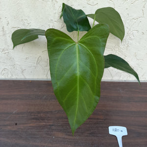 #H120 Anthurium Truncicola x Forgetii