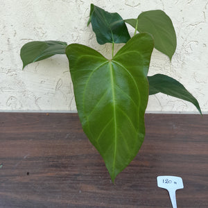 #H120 Anthurium Truncicola x Forgetii