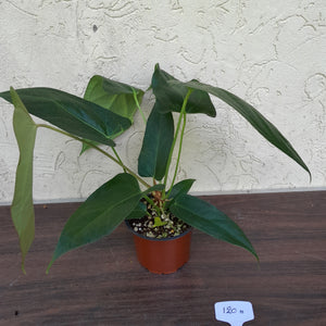 #H120 Anthurium Truncicola x Forgetii